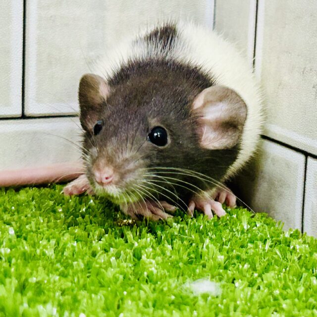 ファンシーラット