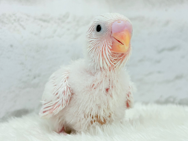 どんな色にも染まっていくよ♬セキセイインコ(ダブルファクター) ヒナ