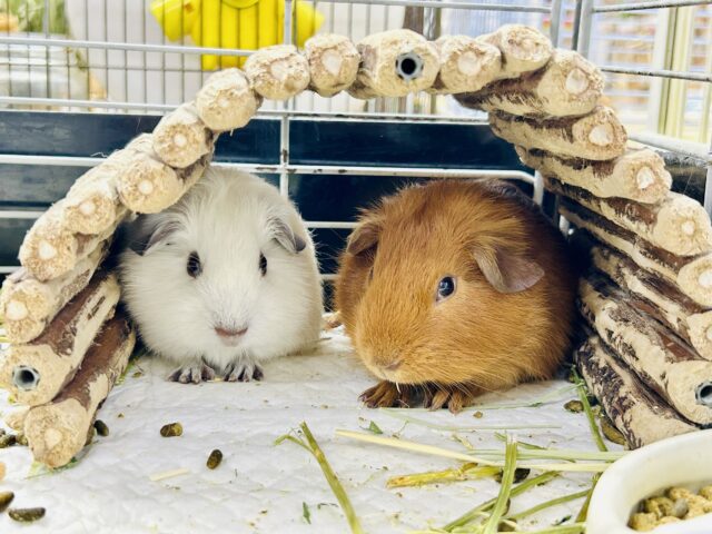 ロシアンスモークモルモット