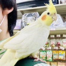 オカメカーニバル！！　甘ったれ度№１♪♪　オカメインコ