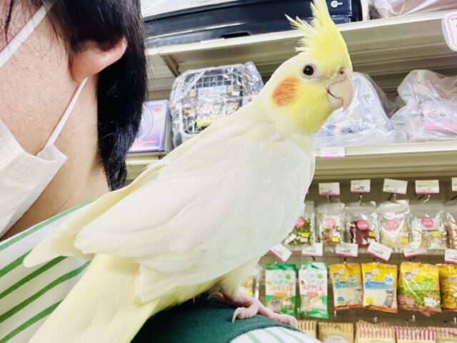 オカメカーニバル！！　甘ったれ度№１♪♪　オカメインコ