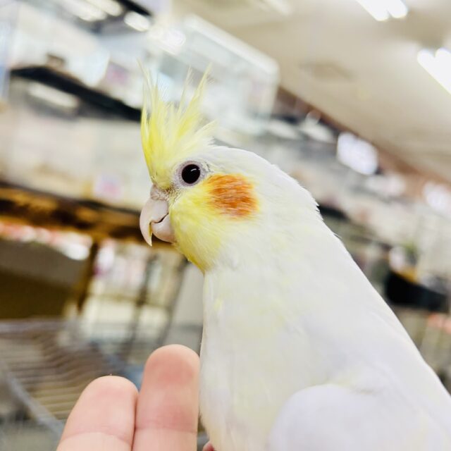 オカメインコ