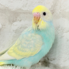 しゅわしゅわ🫧クリームソーダ🧃🍬セキセイインコ(パステルレインボースパングル) ヒナ