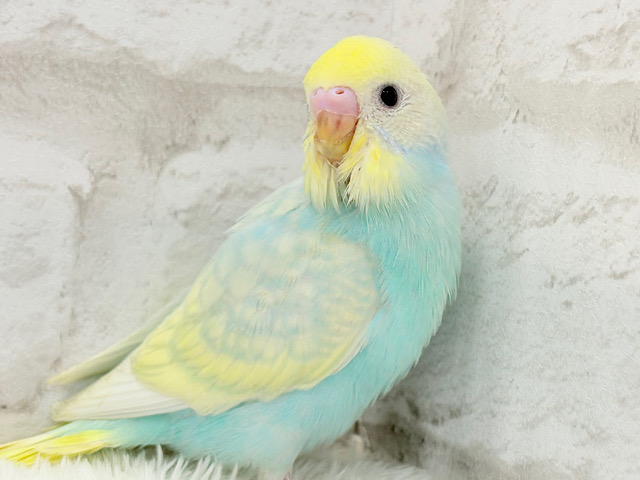 しゅわしゅわ🫧クリームソーダ🧃🍬セキセイインコ(パステルレインボースパングル) ヒナ