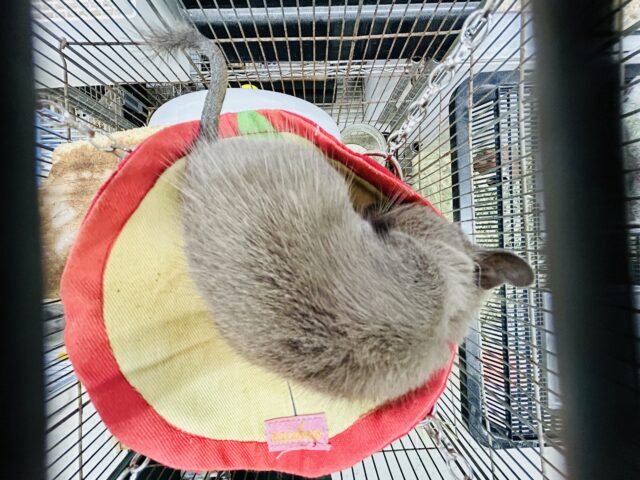 【最新画像更新☆☆】圧倒的花より団子!! デグー デグー