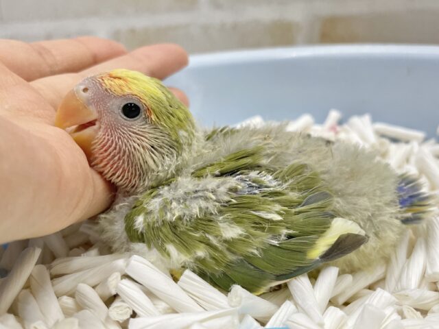コザクラインコ（小桜インコ）