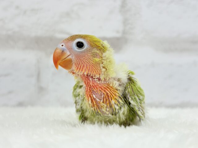 ヤマブキボタンインコ