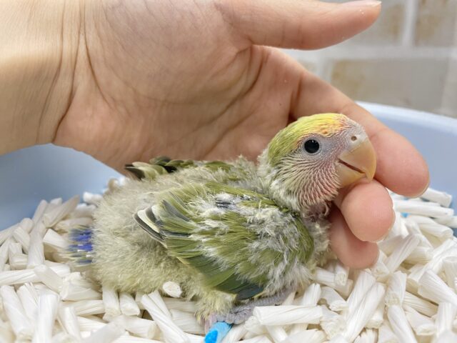 コザクラインコ（小桜インコ）