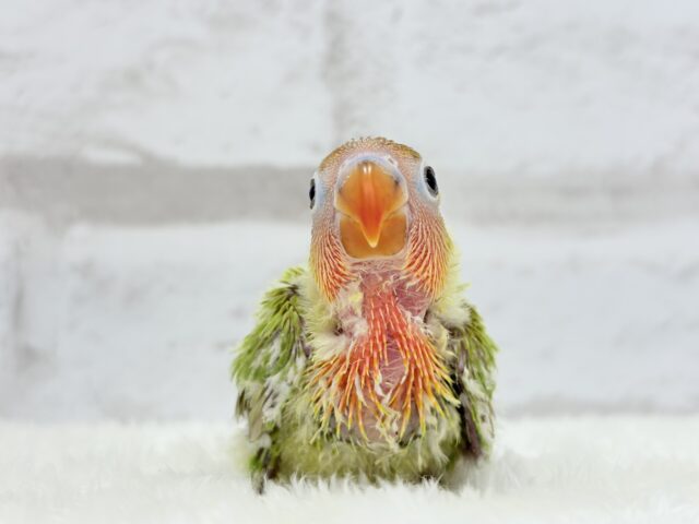 ヤマブキボタンインコ