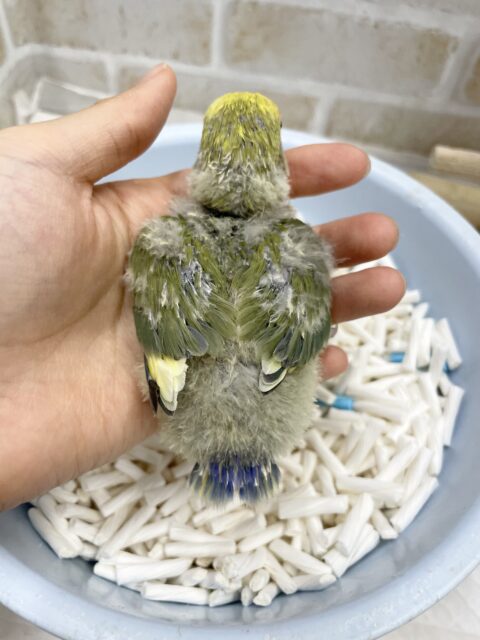 コザクラインコ（小桜インコ）
