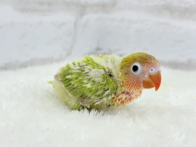 ヤマブキボタンインコ