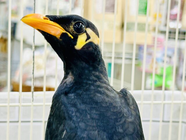 九官鳥（キュウカンチョウ）