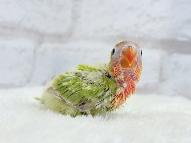 ヤマブキボタンインコ