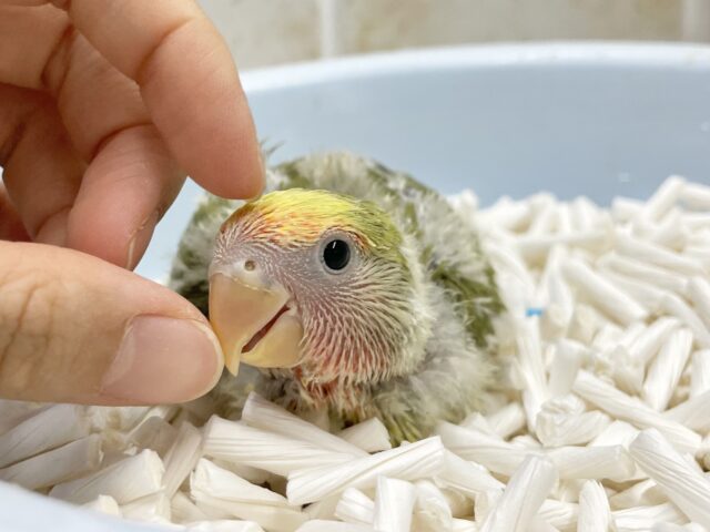 コザクラインコ（小桜インコ）