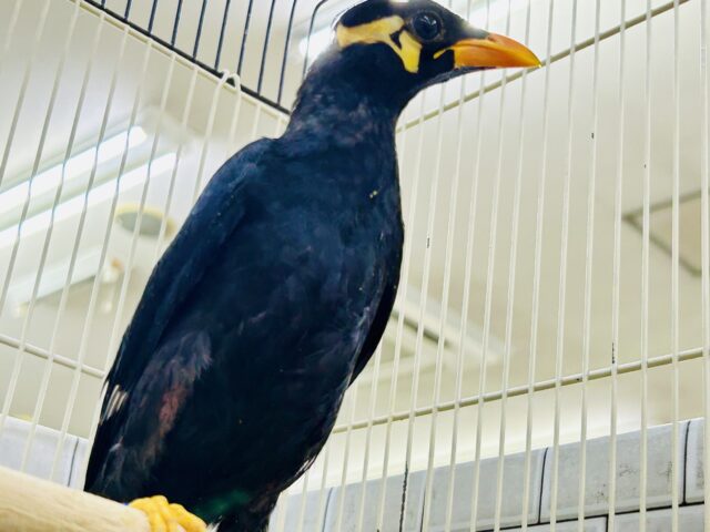 九官鳥（キュウカンチョウ）