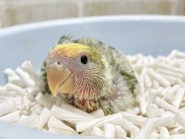 コザクラインコ（小桜インコ）