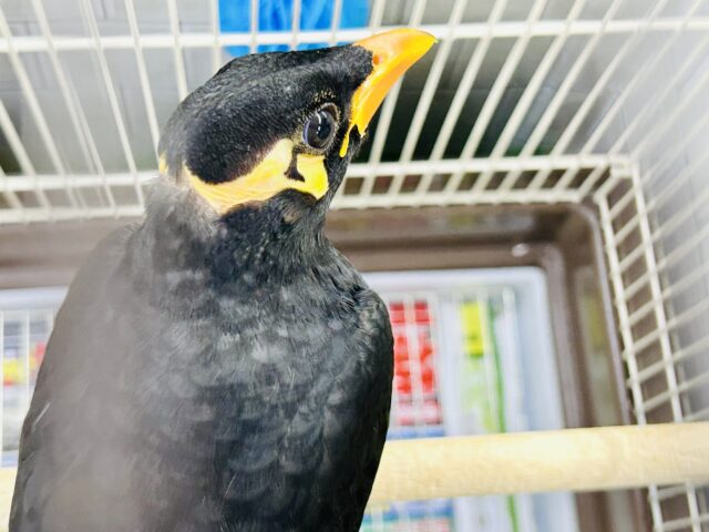 九官鳥（キュウカンチョウ）