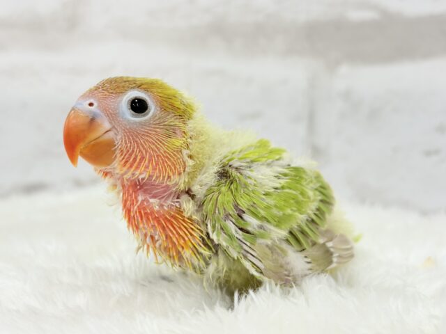 ヤマブキボタンインコ