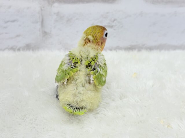 ヤマブキボタンインコ