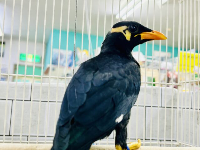 九官鳥（キュウカンチョウ）