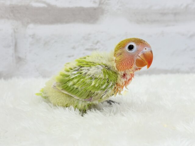 ヤマブキボタンインコ