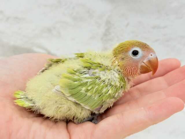ヤマブキボタンインコ