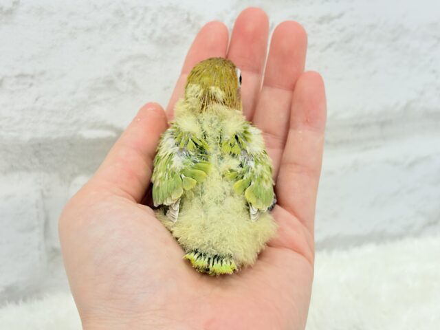 ヤマブキボタンインコ