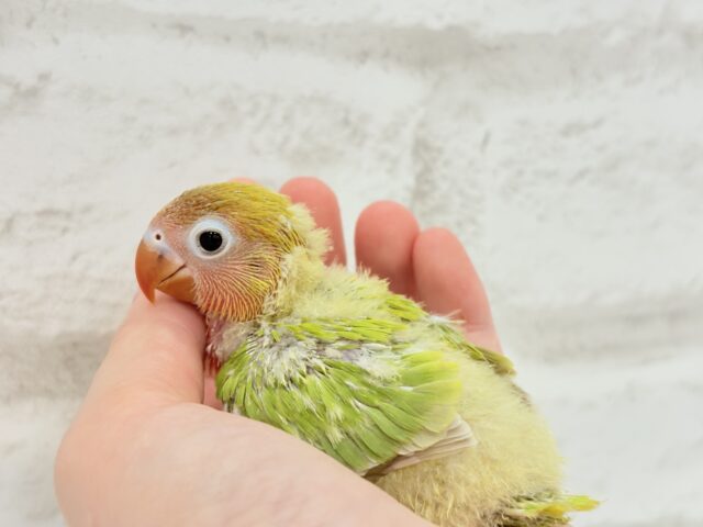 ヤマブキボタンインコ