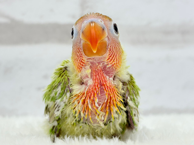 キラキラおめめに映る世界🌏✨ボタンインコ(ヤマブキ) ヒナ