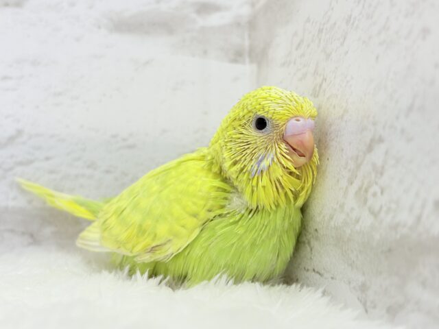 ジャンボセキセイインコ