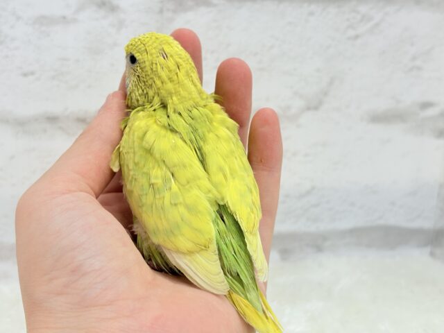 ジャンボセキセイインコ