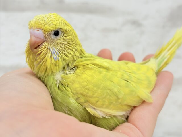 ジャンボセキセイインコ