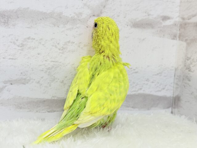 ジャンボセキセイインコ