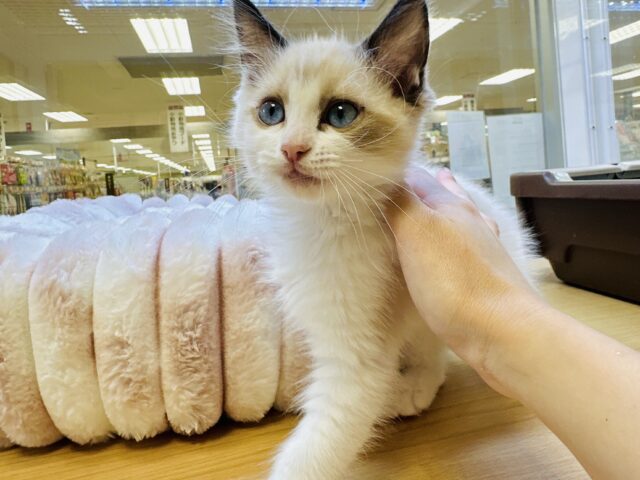 甘々✩࿐⋆*ラグドール女の子 ラグドール