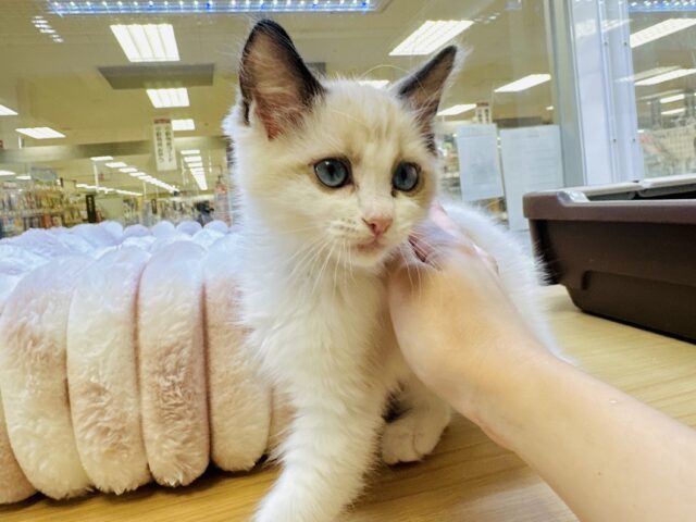 甘々✩࿐⋆*ラグドール女の子 ラグドール