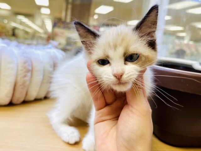 甘々✩࿐⋆*ラグドール女の子 ラグドール