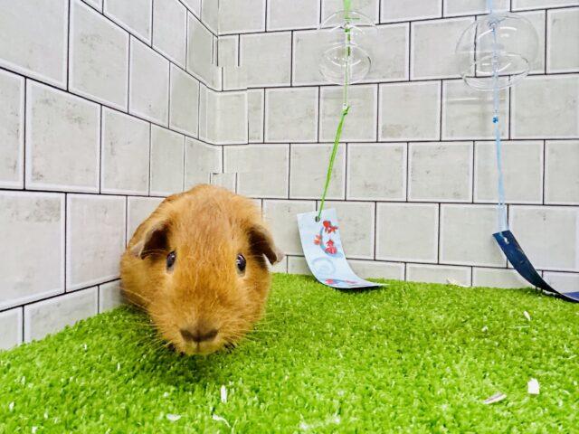 ロシアンモルモット