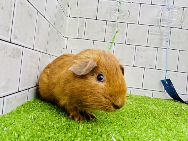 ロシアンモルモット