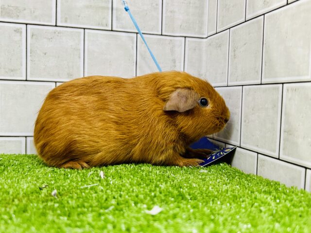 ロシアンモルモット