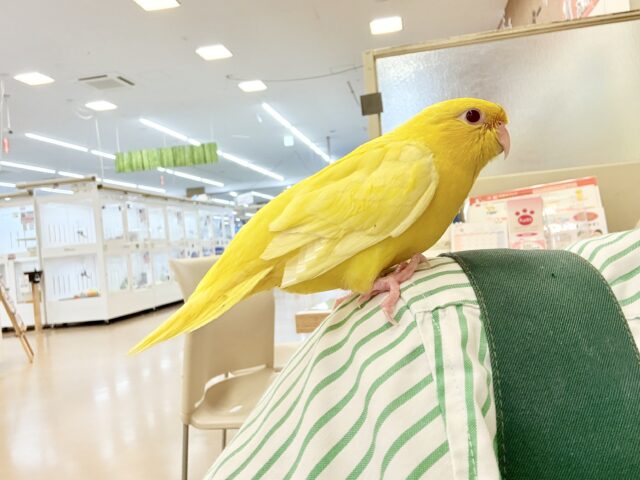 サザナミインコ