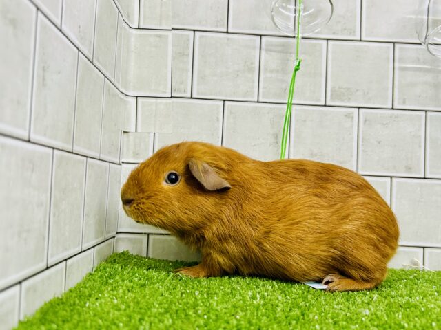 ロシアンモルモット
