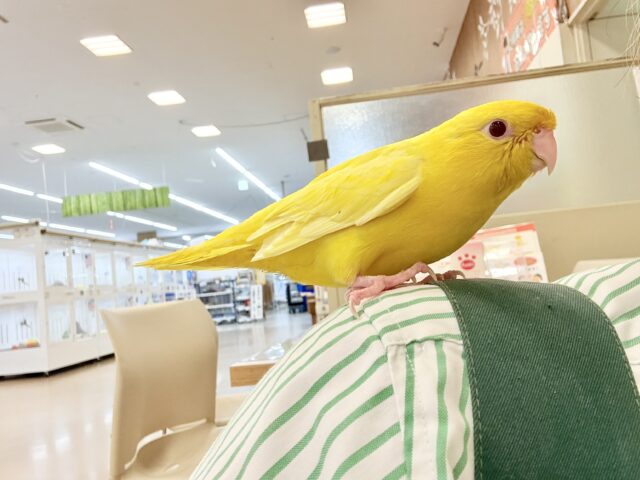 サザナミインコ