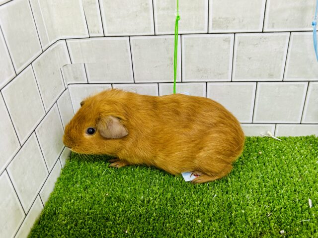 ロシアンモルモット