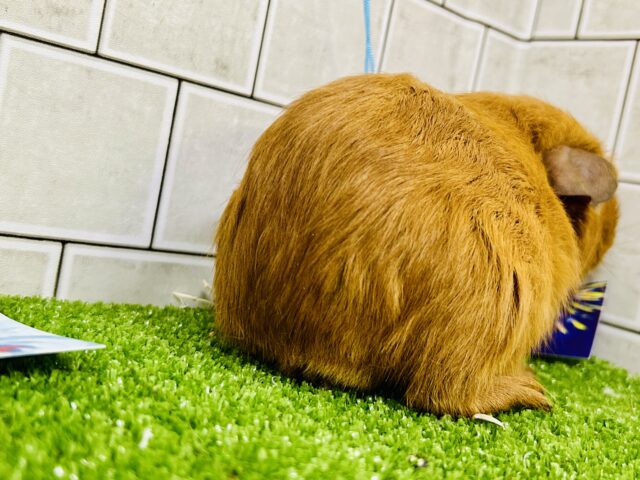 ロシアンモルモット