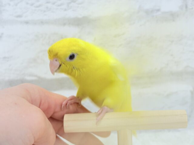 サザナミインコ