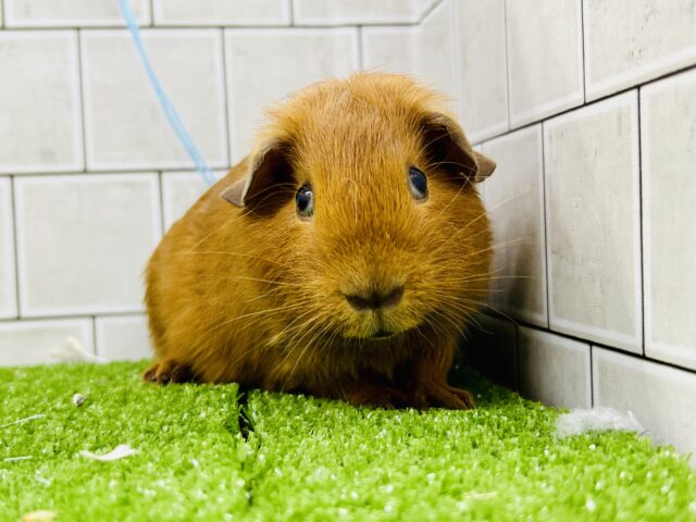 ロシアンモルモット