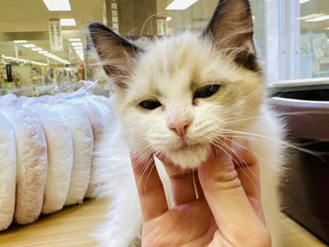 甘々✩࿐⋆*ラグドール女の子 ラグドール