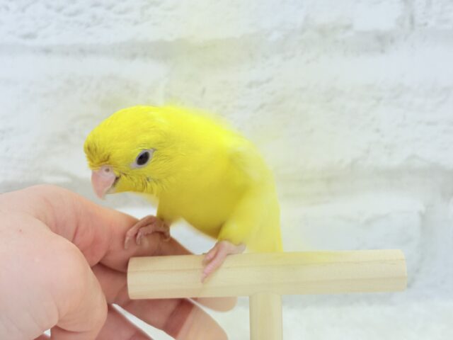 サザナミインコ