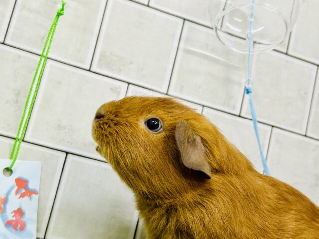 歩くこげパン🍞牧草を添えて・・・　ロシアンモルモット