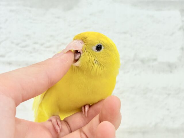 サザナミインコ